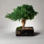 Single mound of preserved juniper in a shallow black planter with gravel and moss at the base