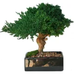 Single mound of preserved juniper in a shallow black planter with gravel and moss at the base