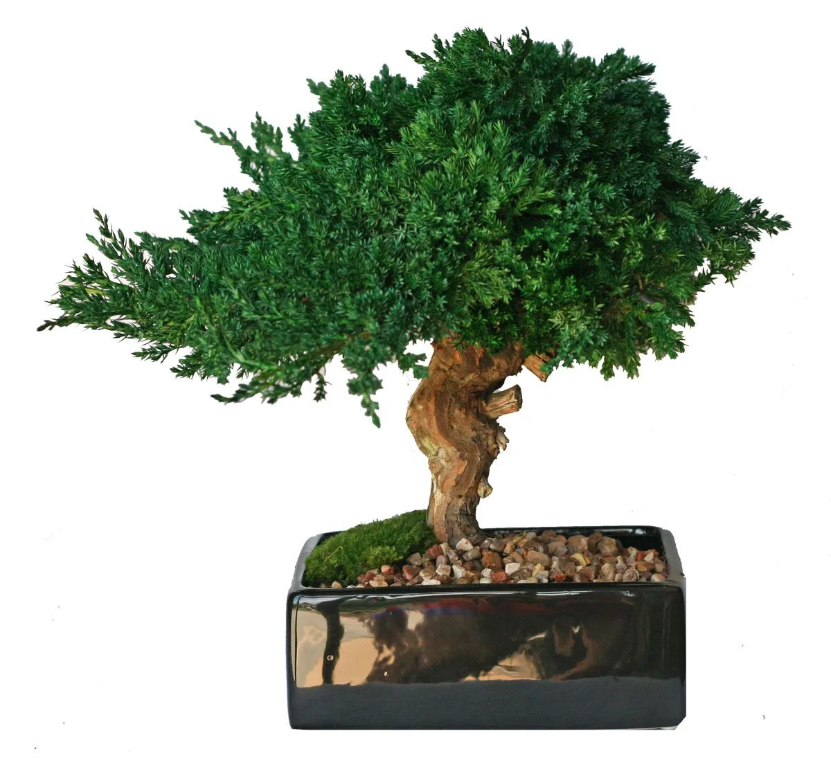 Monterey Bonsai Topiary, Preserved, Single Mound, 12–14 in Monterey Bonsai Topiary, Preserved, Single Mound, 12–14 in