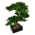 Three mounds of preserved juniper on grape wood in a black wooden pot