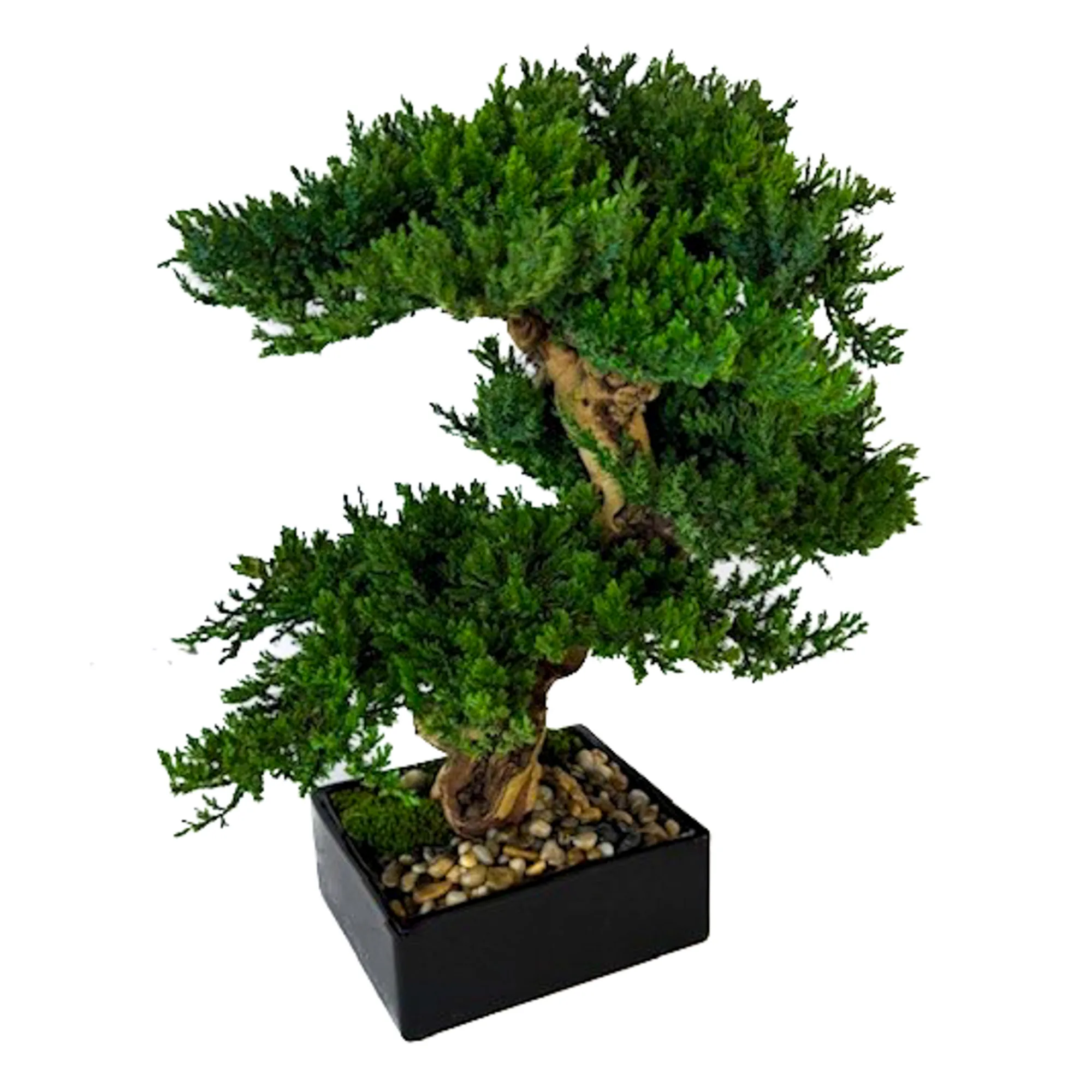 Monterey Bonsai Topiary, Preserved, Triple Mound, 16–18 in Monterey Bonsai Topiary, Preserved, Triple Mound, 16–18 in