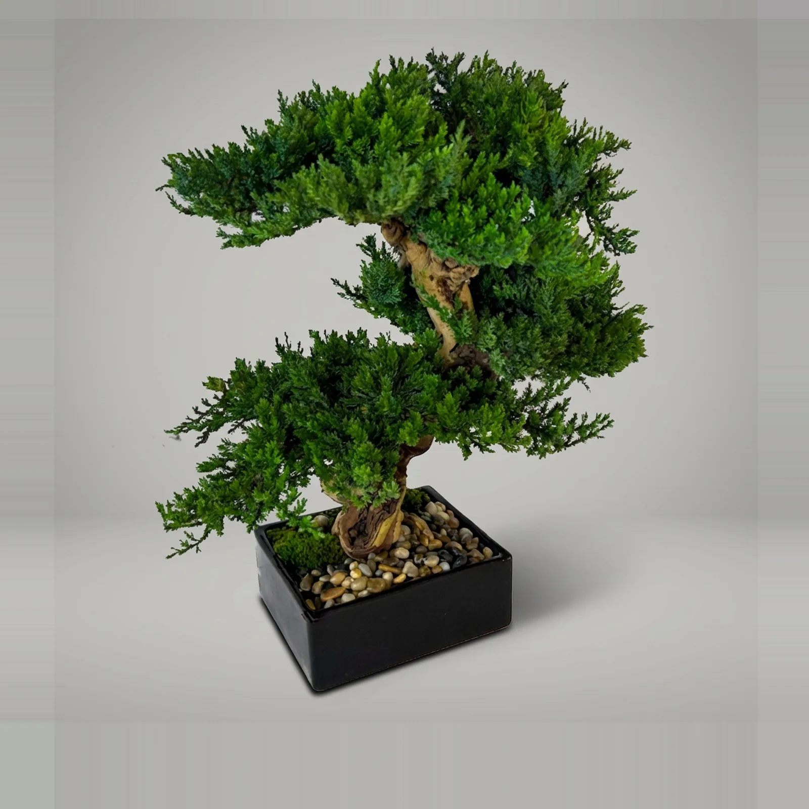 Monterey Bonsai Topiary, Preserved, Triple Mound, 16–18 in Monterey Bonsai Topiary, Preserved, Triple Mound, 16–18 in