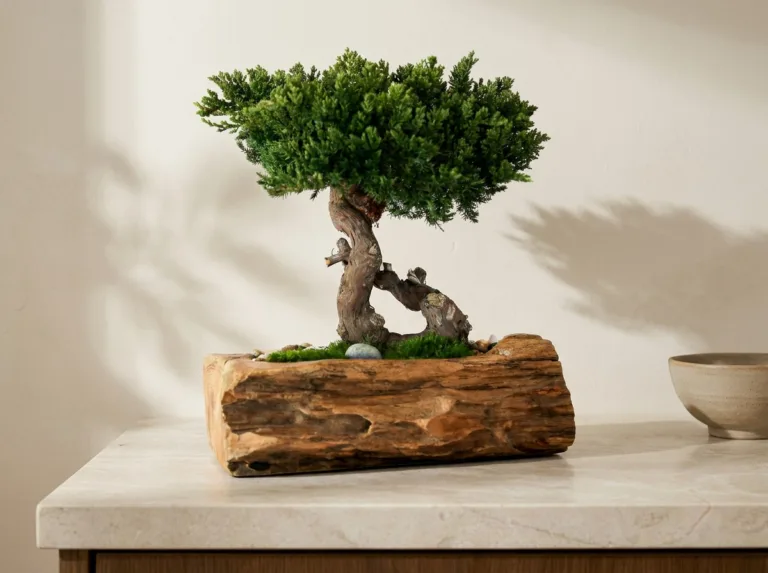 Preserved, Artificial or Live: Which Bonsai for Which Room
