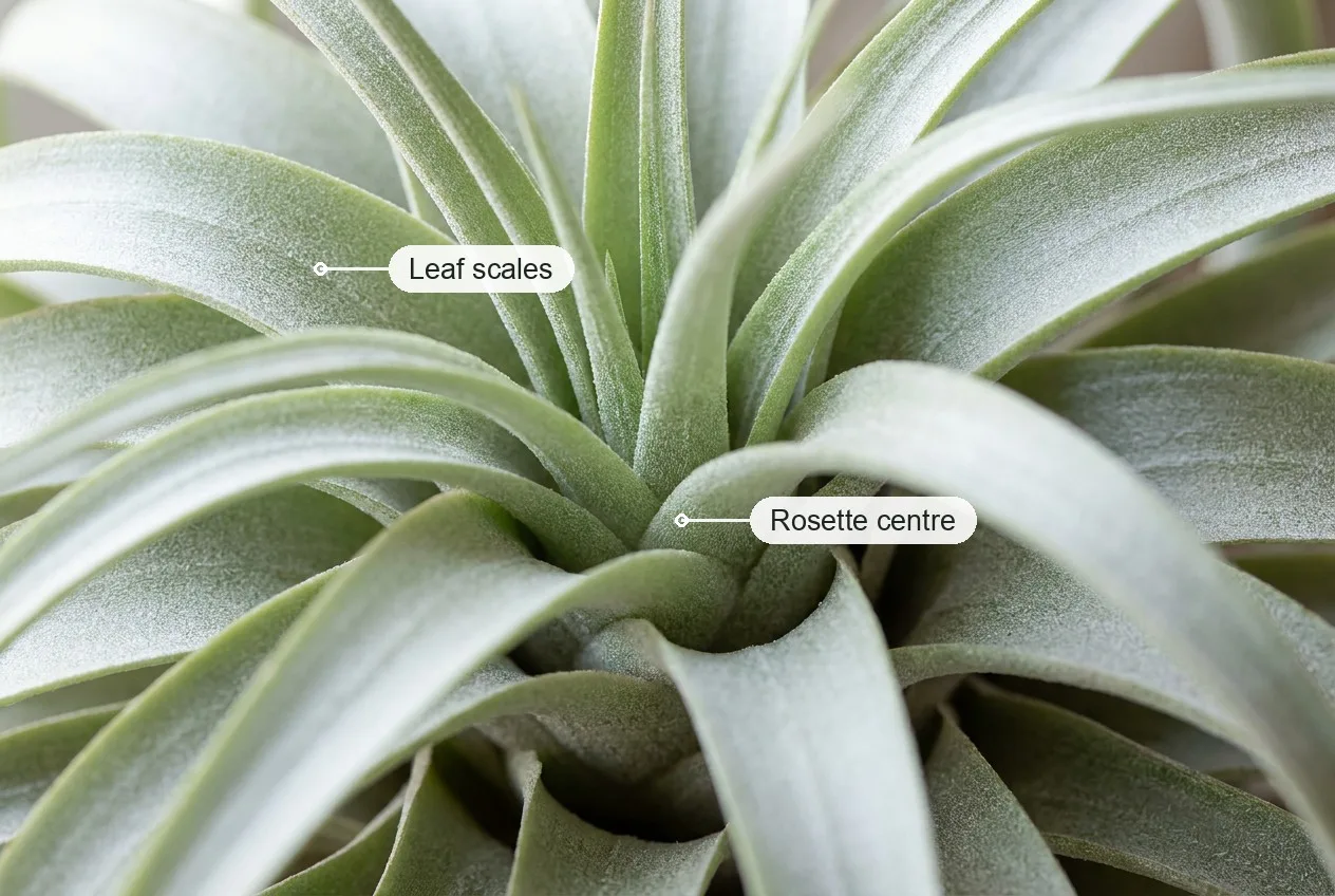 Close-up of an air plant rosette with the centre and the leaf scales labelled