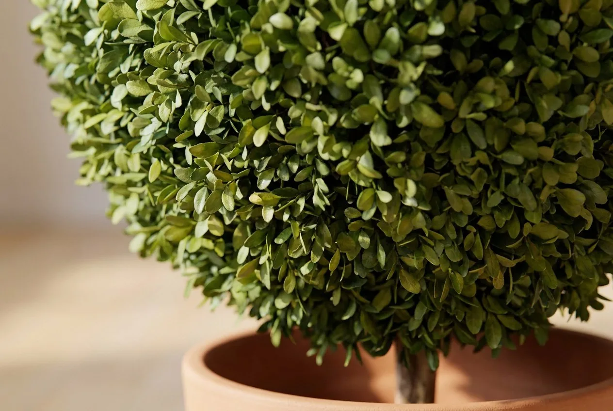 Close-up of preserved boxwood foliage: small real leaves layered over each other, with woody stems showing underneath