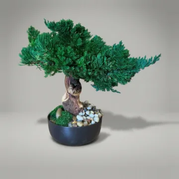 Traditional Bonsai Topiary, Preserved, 10–12 in