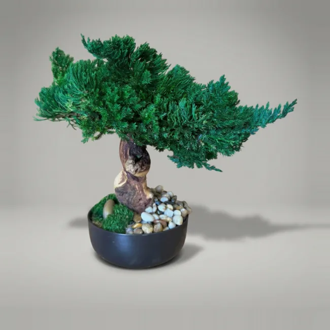Traditional Bonsai Topiary, Preserved, 10–12 in