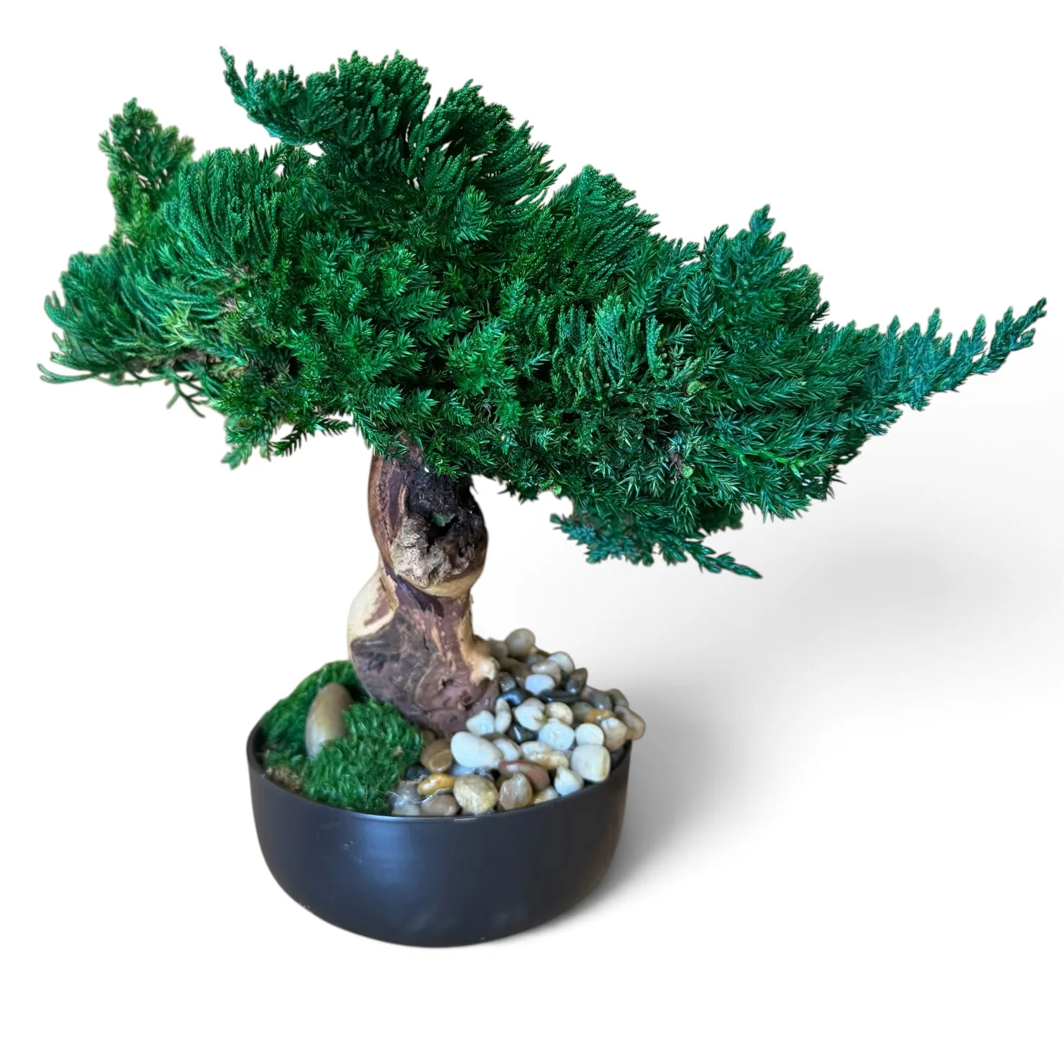 Traditional Bonsai Topiary, Preserved, 10–12 in Traditional Bonsai Topiary, Preserved, 10–12 in