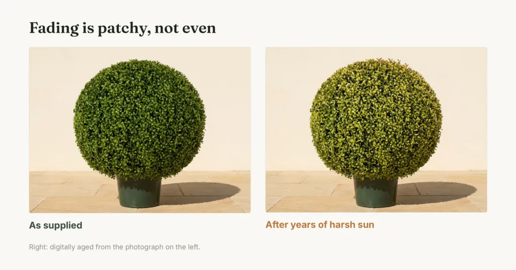 Two photographs of the same artificial boxwood ball side by side: as supplied with even green colour, and digitally aged to show uneven yellowing on the sun-facing surfaces with dry tips at the crown